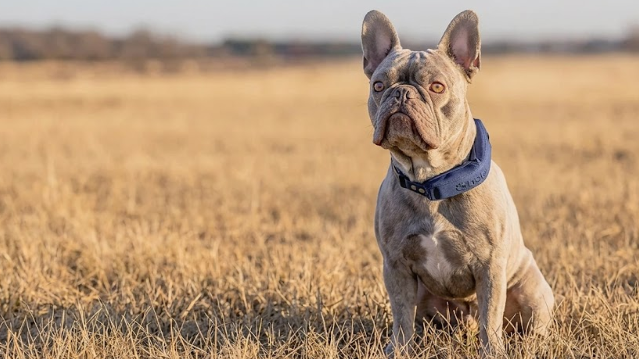 GPS Dog Collar and Wireless Dog Fence for Safe Outdoor Pet Protection